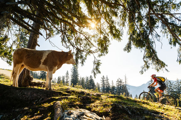 Mountainbike mit Kuh als Zuseher